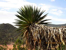 Image of Yucca potosina Rzed.