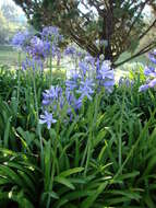 Imagem de Agapanthus africanus (L.) Hoffmanns.