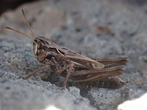 Aeropedellus clavatus (Thomas & C. 1873)的圖片