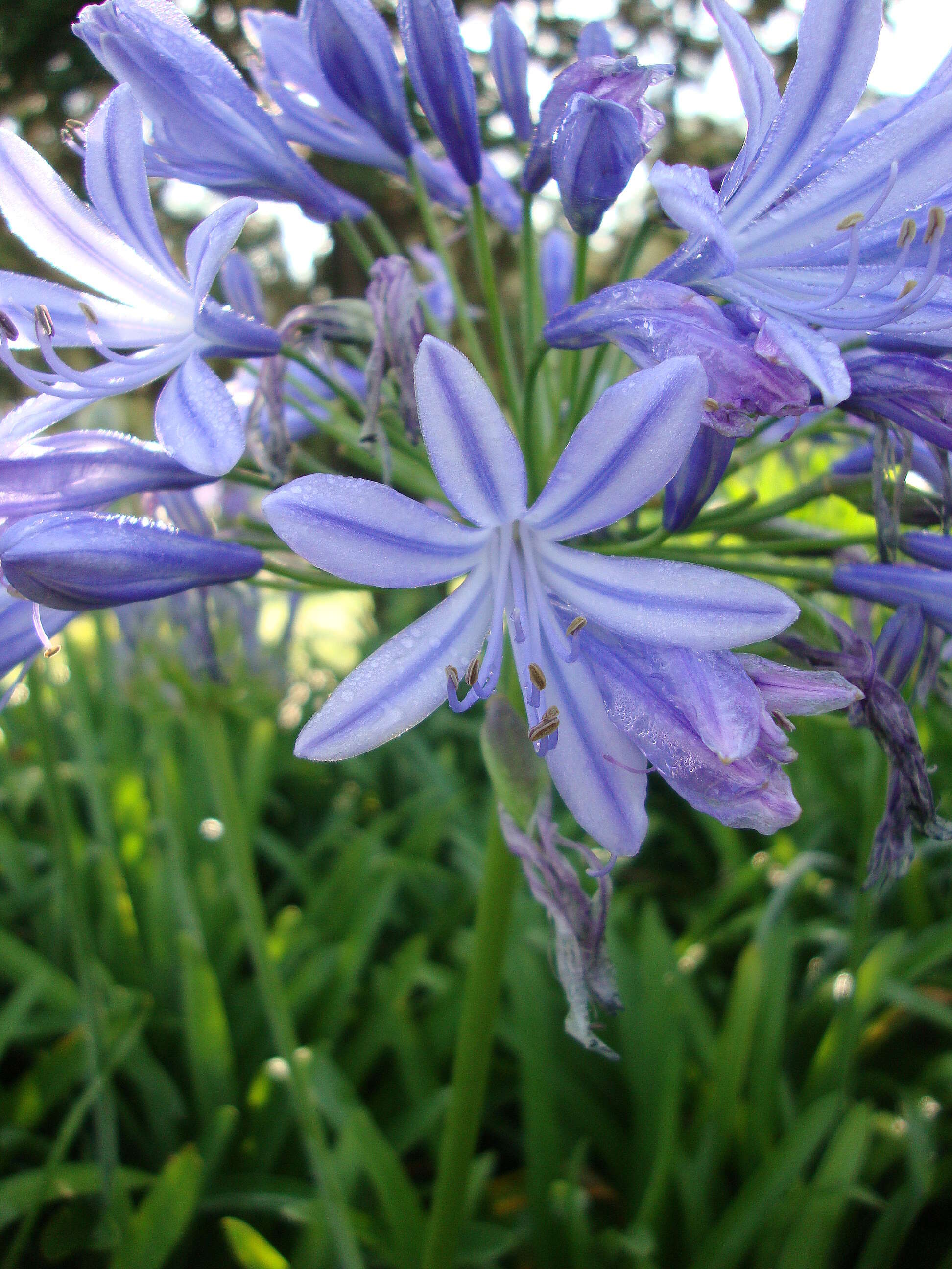 Imagem de Agapanthus africanus (L.) Hoffmanns.