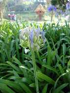 Imagem de Agapanthus africanus (L.) Hoffmanns.