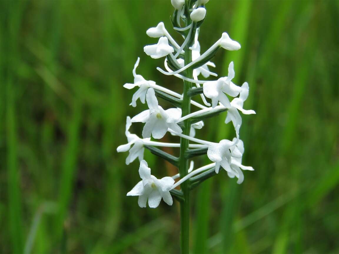 Image de Platanthera nivea (Nutt.) Luer