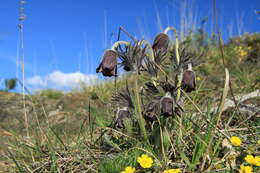 Image of Small Pasque Flower