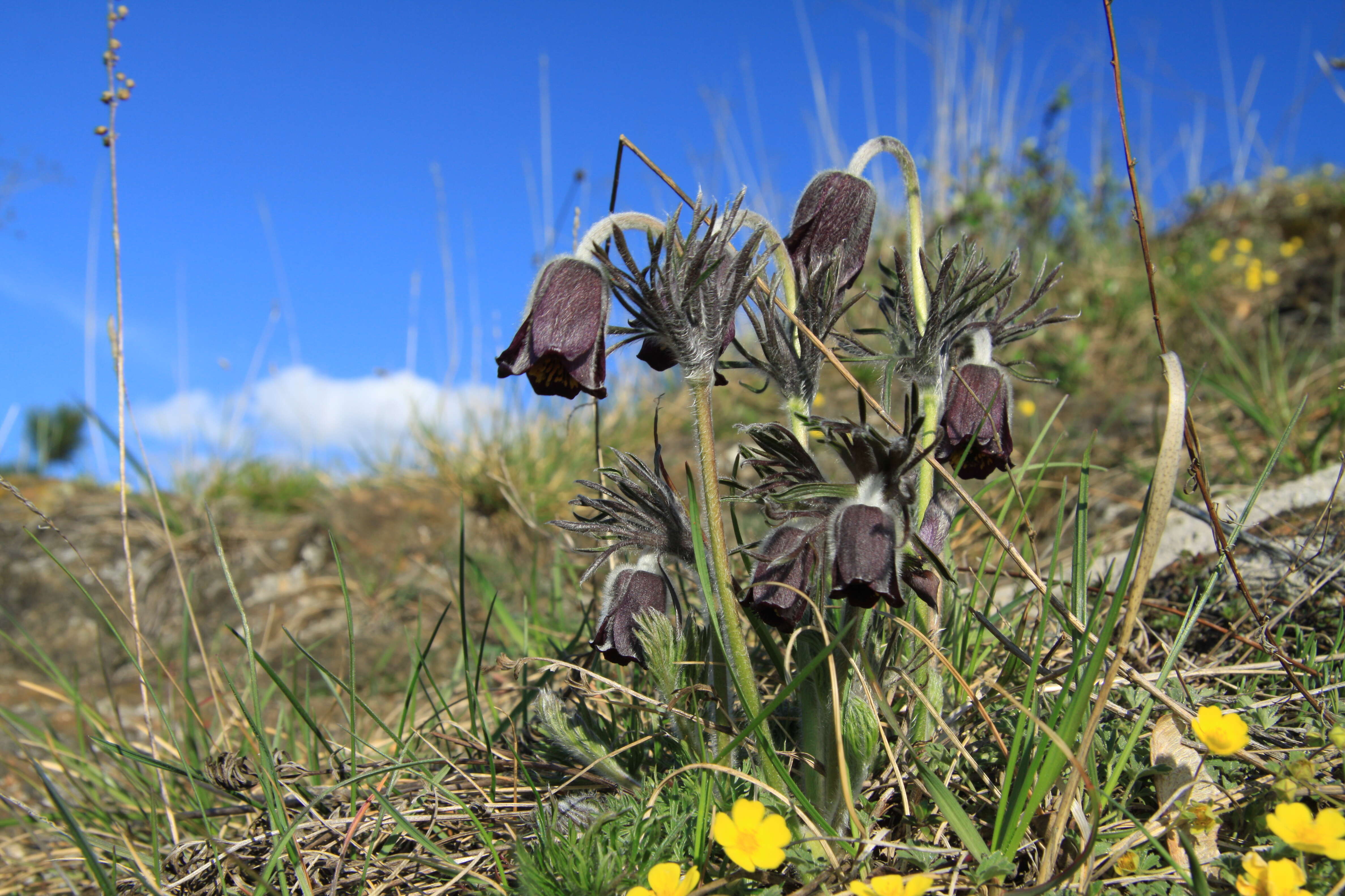 Image of Small Pasque Flower