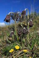 Image of Small Pasque Flower