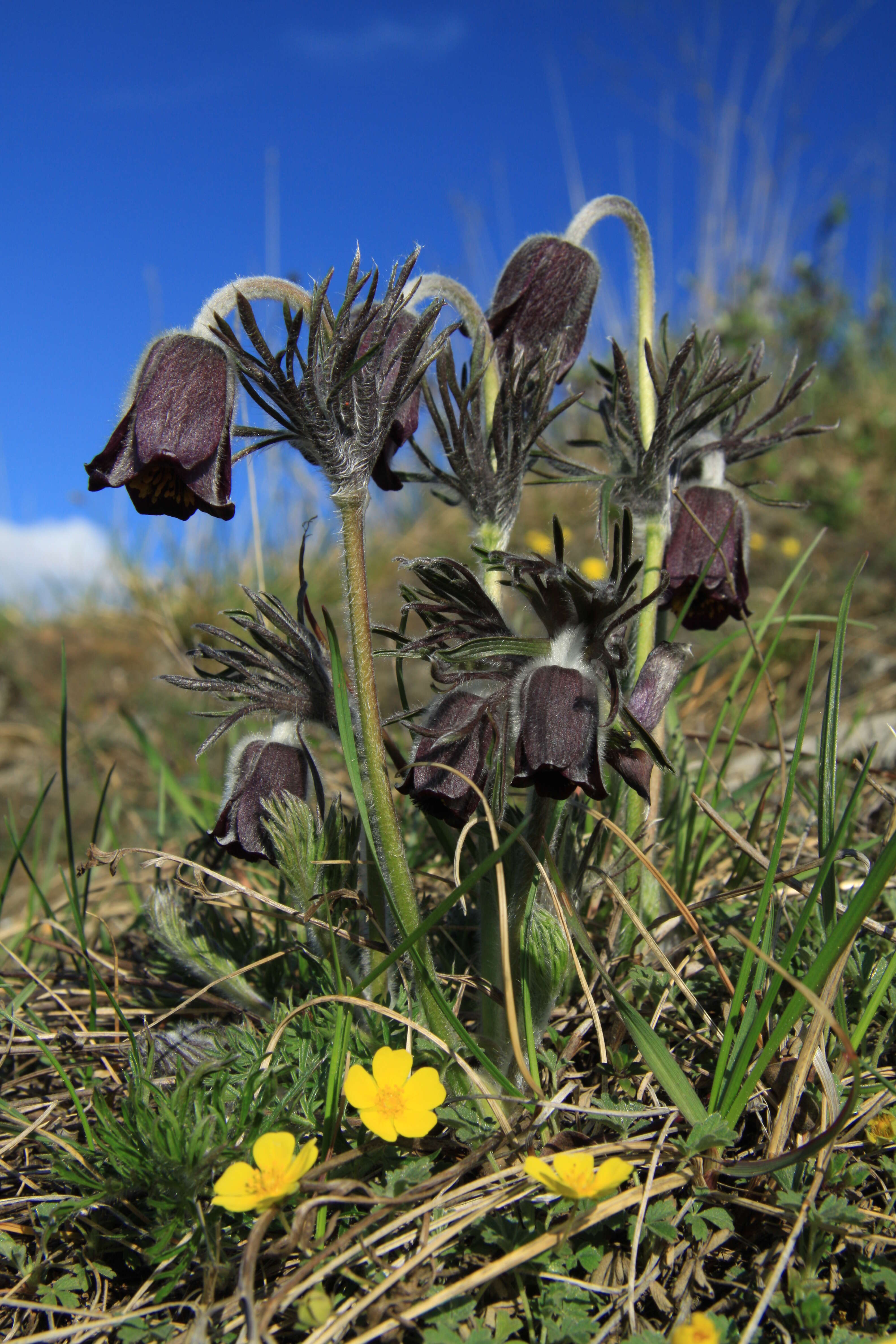 Image of Small Pasque Flower