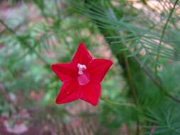 Image of Cypress Vine