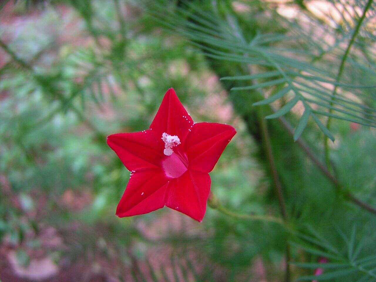 Image of Cypress Vine