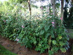 Image of hollyhock