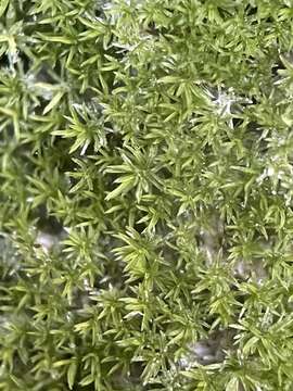 Image of eucladium moss