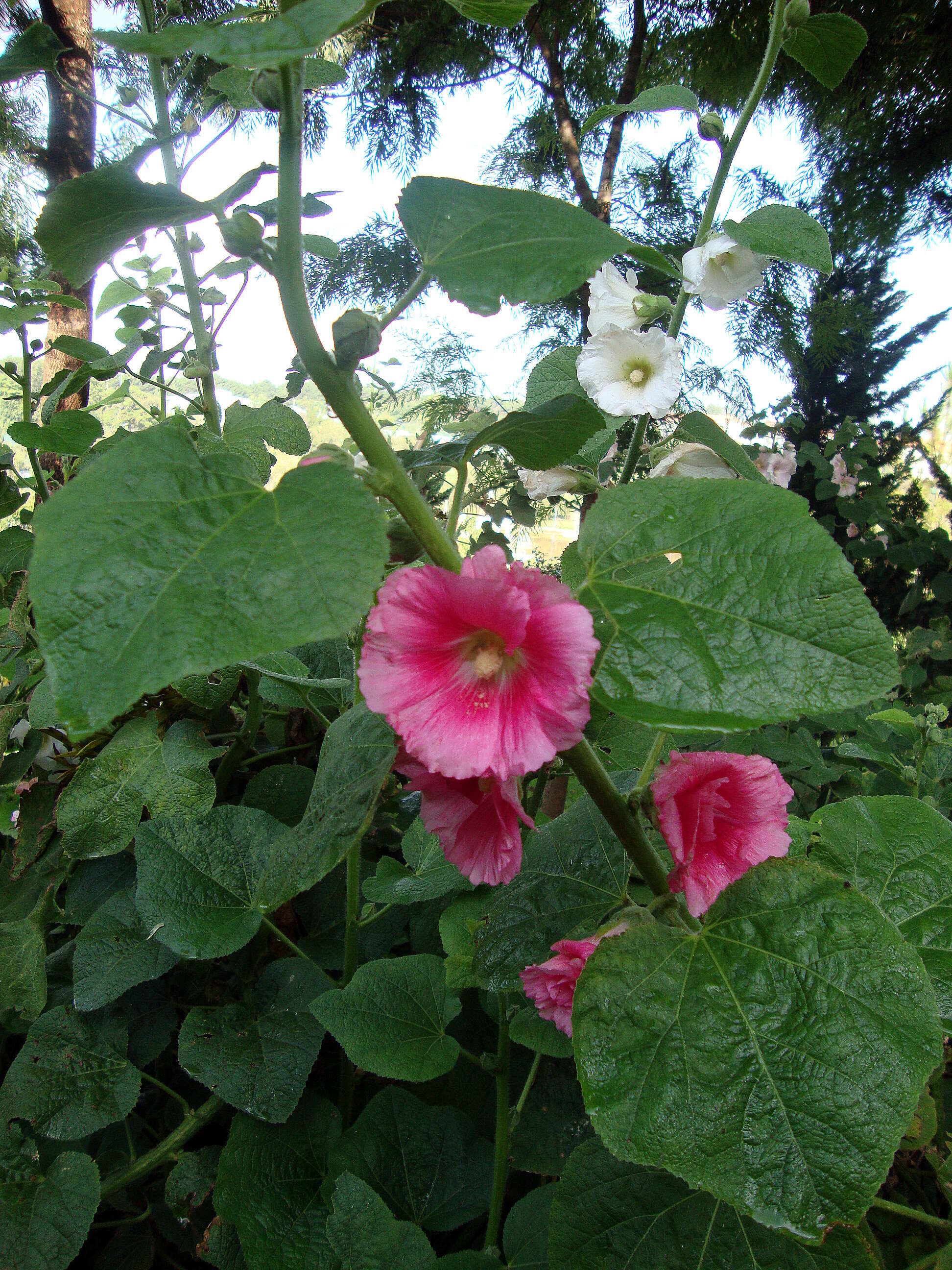 Image of hollyhock