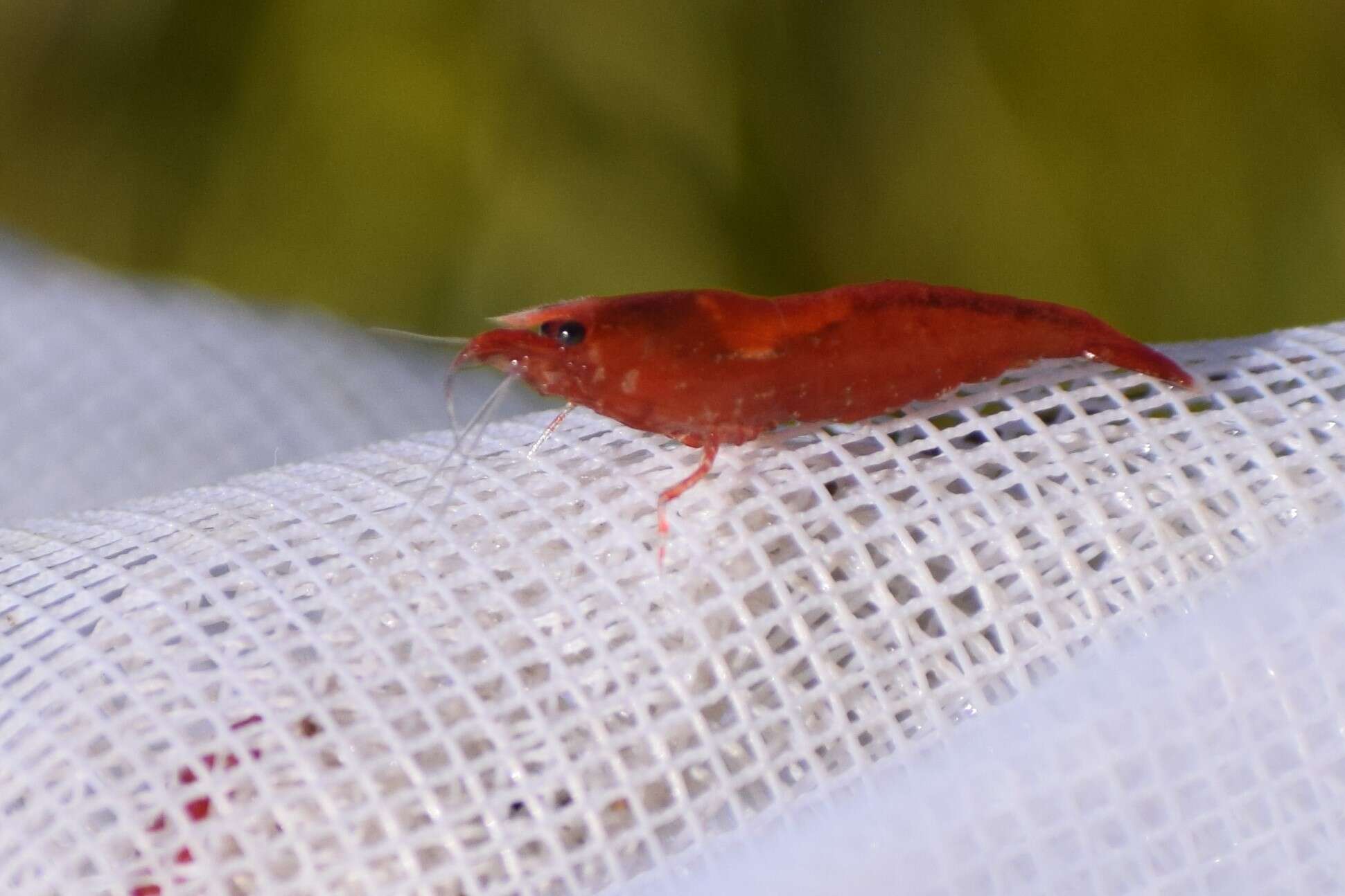 Image of <i>Neocaridina davidi</i>