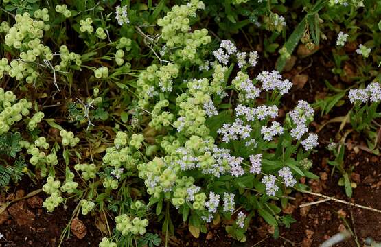 Image of Valerianella vesicaria (L.) Moench