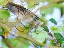 Image of Long-tailed Sibia