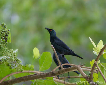 Aplonis cantoroides (Gray & GR 1862) resmi