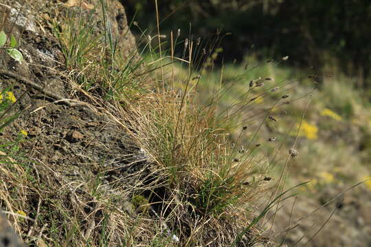 Imagem de Sesleria caerulea (L.) Ard.