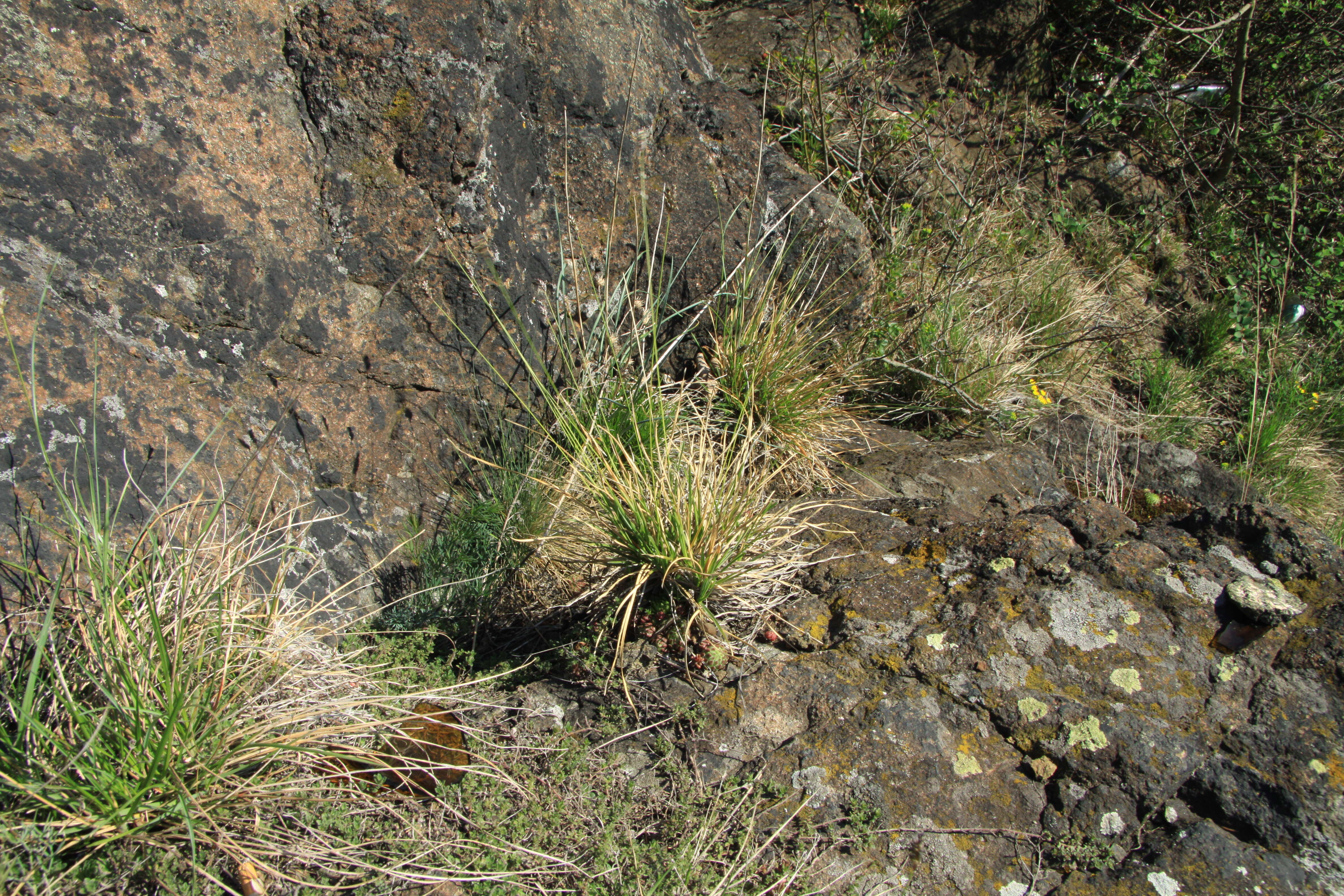 Image of blue moor grass