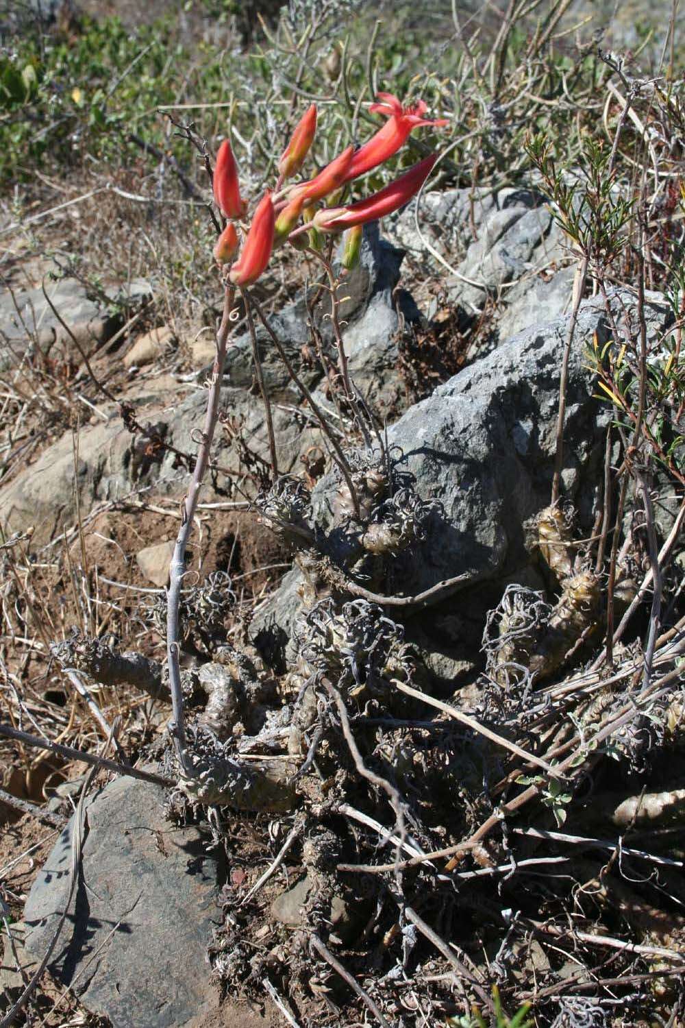 Imagem de Tylecodon grandiflorus (Burm. fil.) H. Tölken