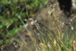 Imagem de Sesleria caerulea (L.) Ard.