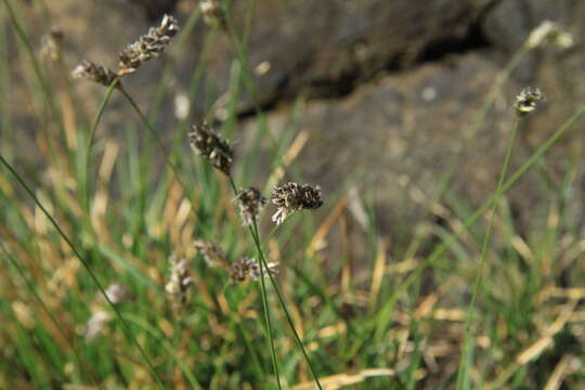 Imagem de Sesleria caerulea (L.) Ard.