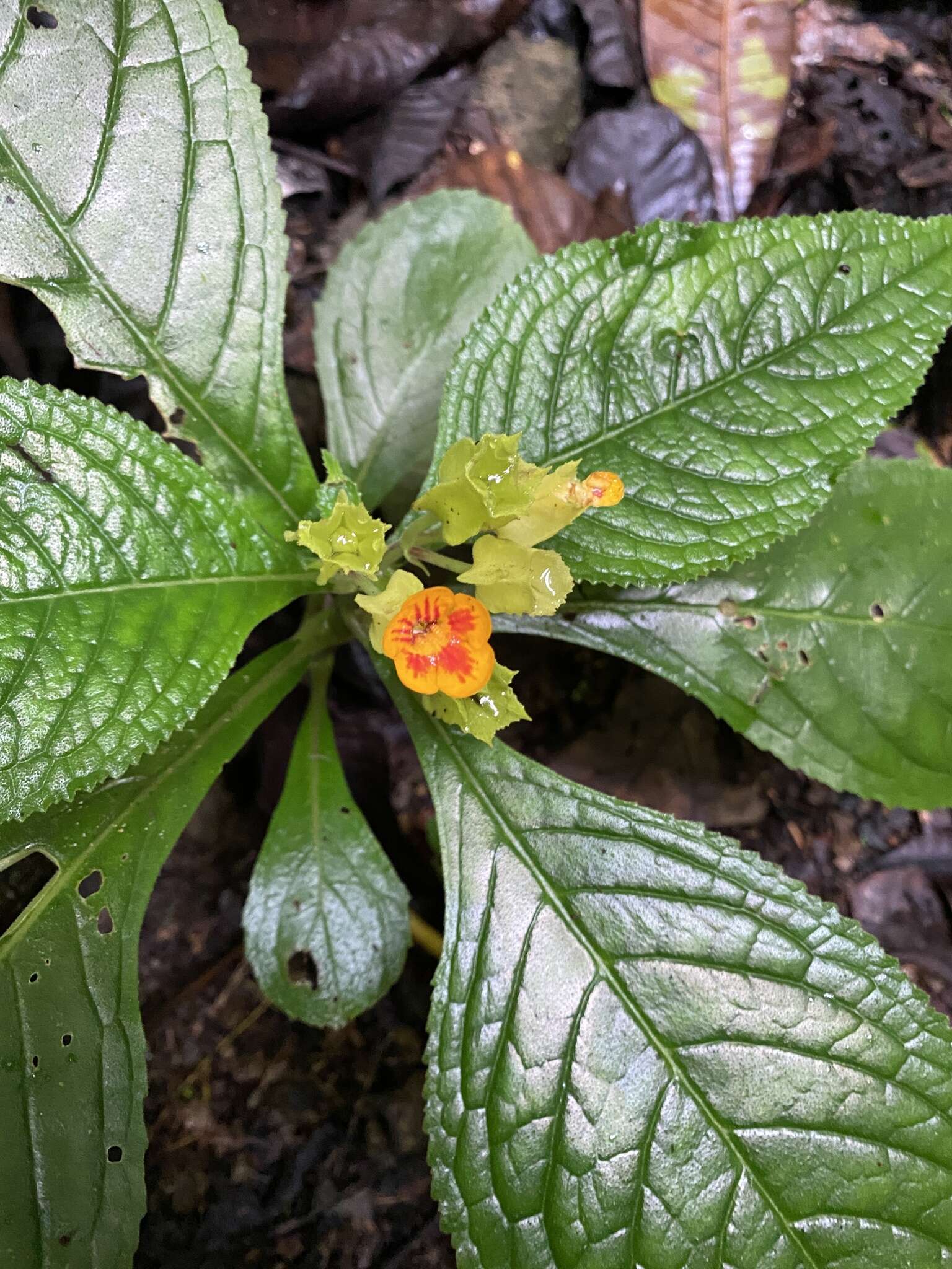 Sivun Chrysothemis friedrichsthaliana (Hanst.) H. E. Moore kuva