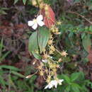 Imagem de Pleroma longifolium (Vahl) Triana