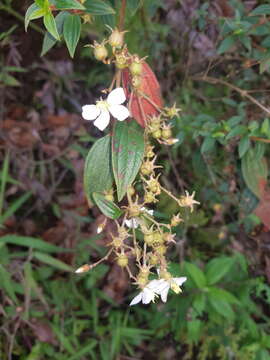 Image of longleaf glorytree