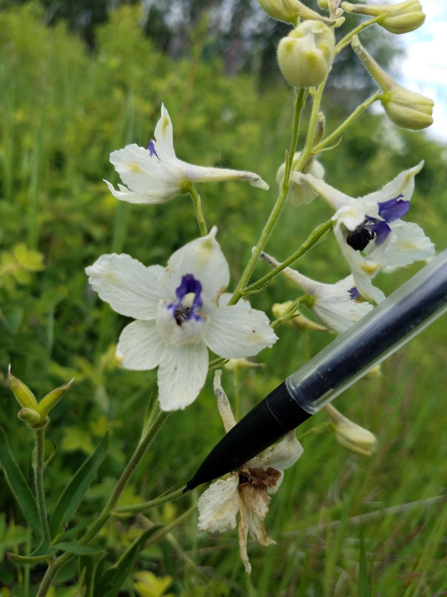 孔雀翠雀花的圖片