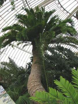 Image of Bushman's River Cycad