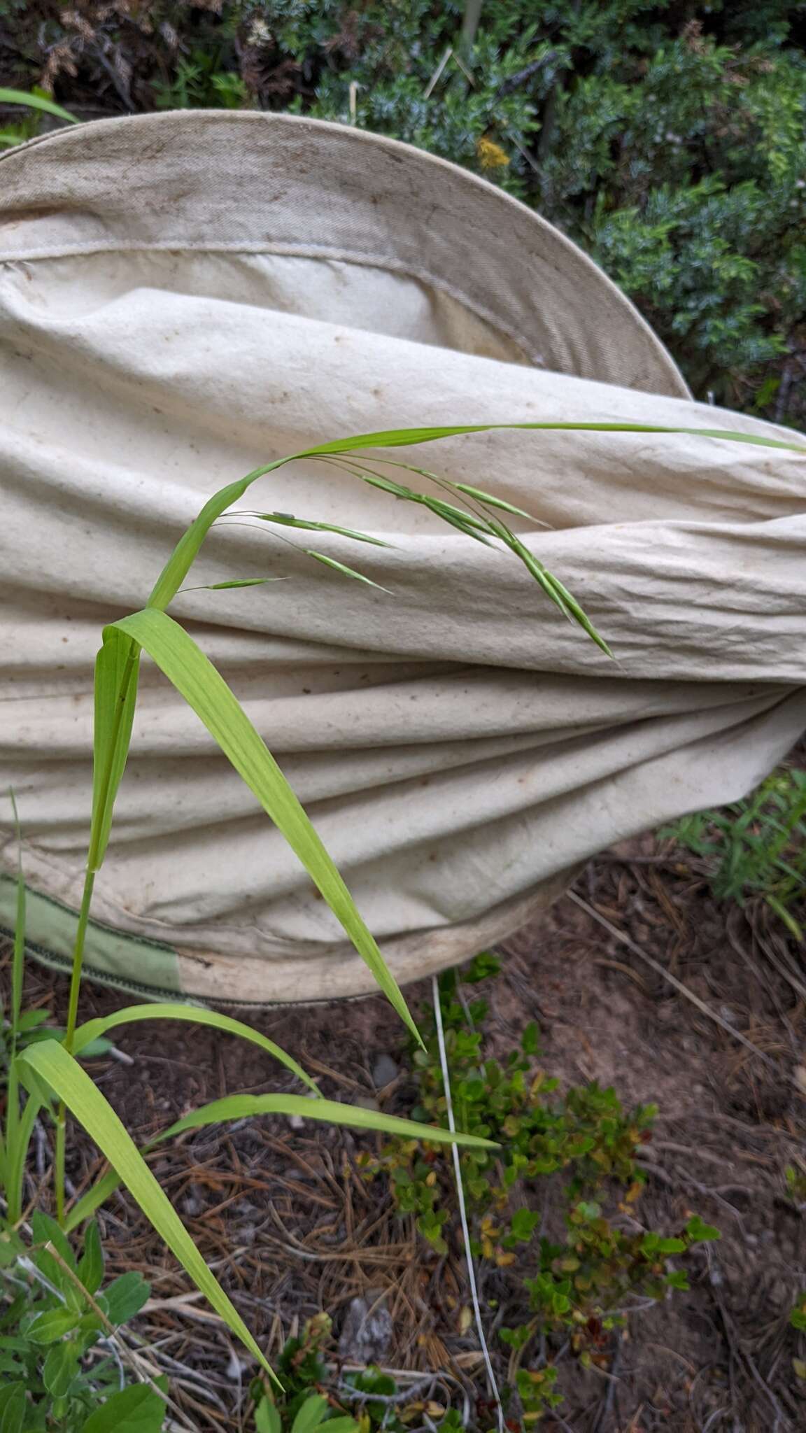 Plancia ëd Bromus porteri (Coult.) Nash