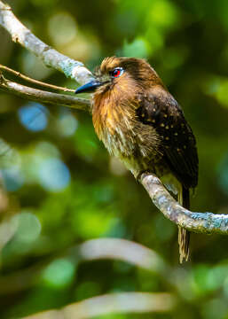 Image of Moustached Puffbird