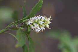 Image of Japanese pachysandra