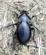 Image of Carabus (Pachystus) hungaricus Fabricius 1792