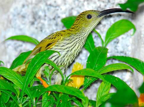 Image of Streaked Spiderhunter