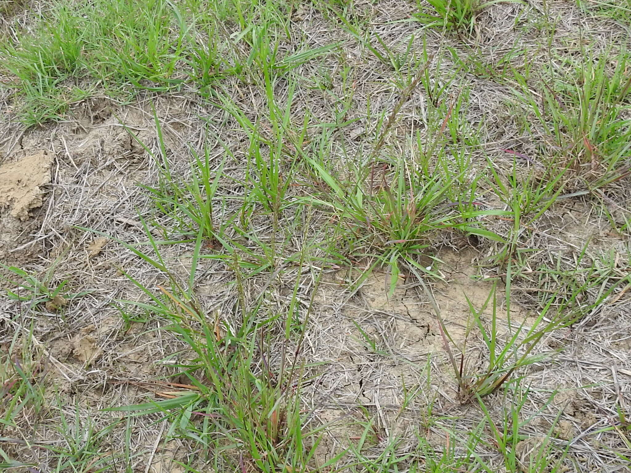 Image of White Fluff Grass