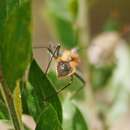 Image of Orange Assassin Bug