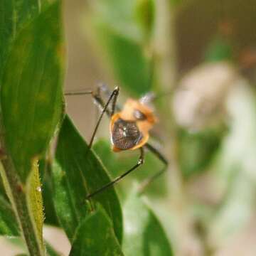 صورة Gminatus australis (Erichson 1842)