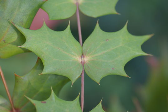 509.19225943.580x360
