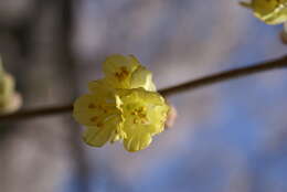 Image of Buttercup winter-hazel