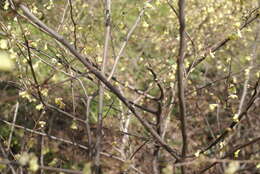 Image of Buttercup winter-hazel