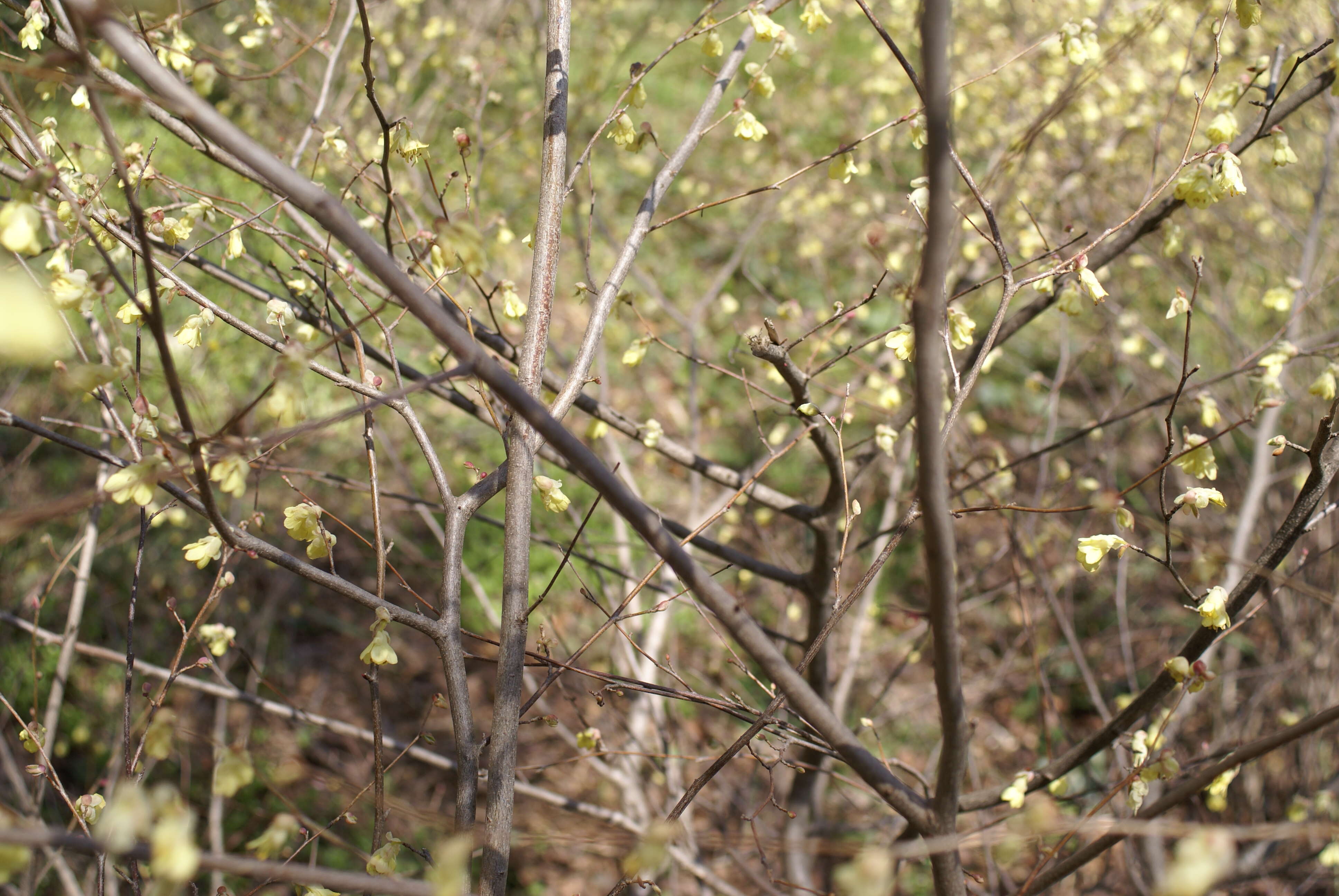 Image of Buttercup winter-hazel