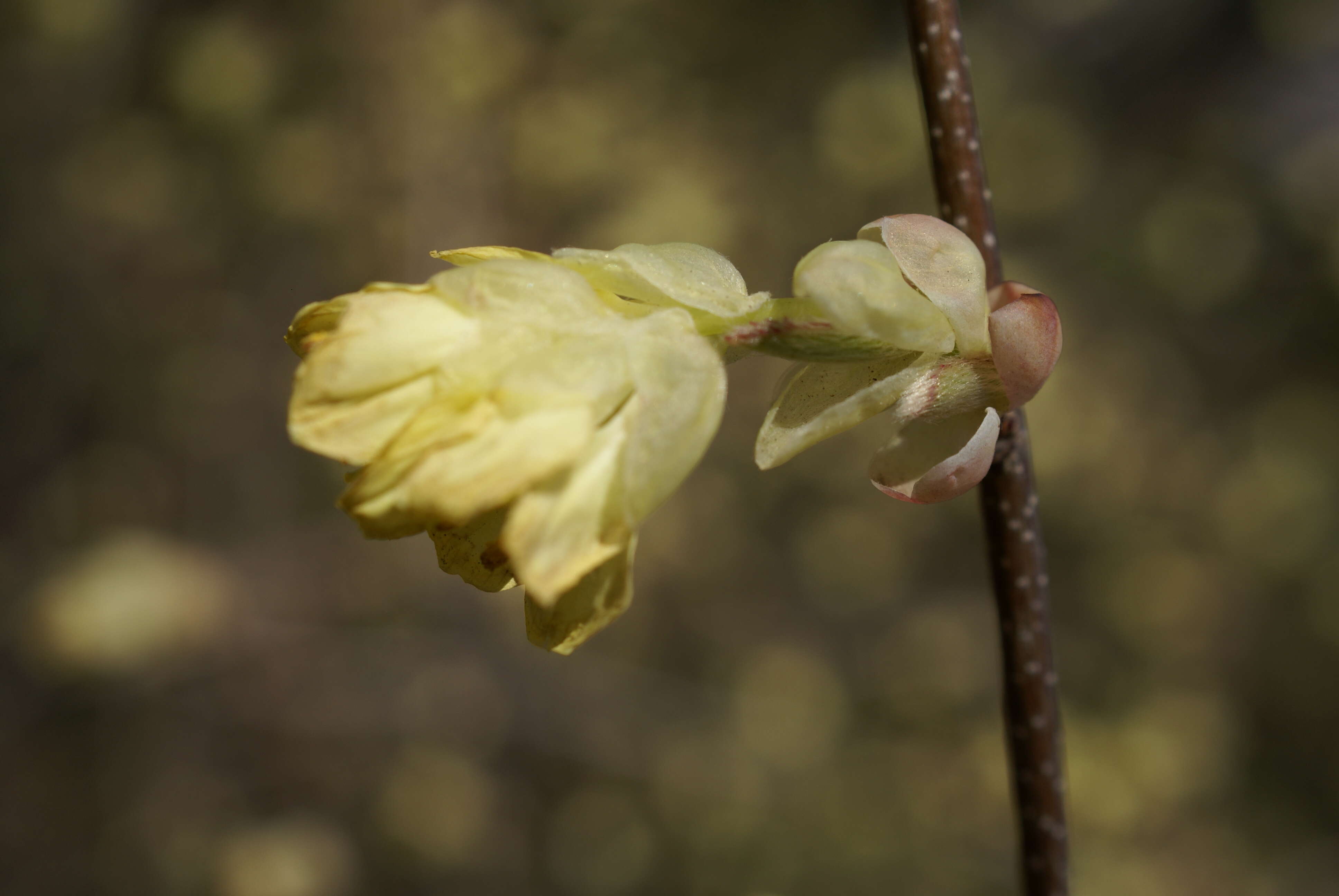 Image of Buttercup winter-hazel