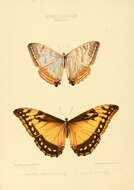 Image of Morpho sulkowskyi Kollar 1850