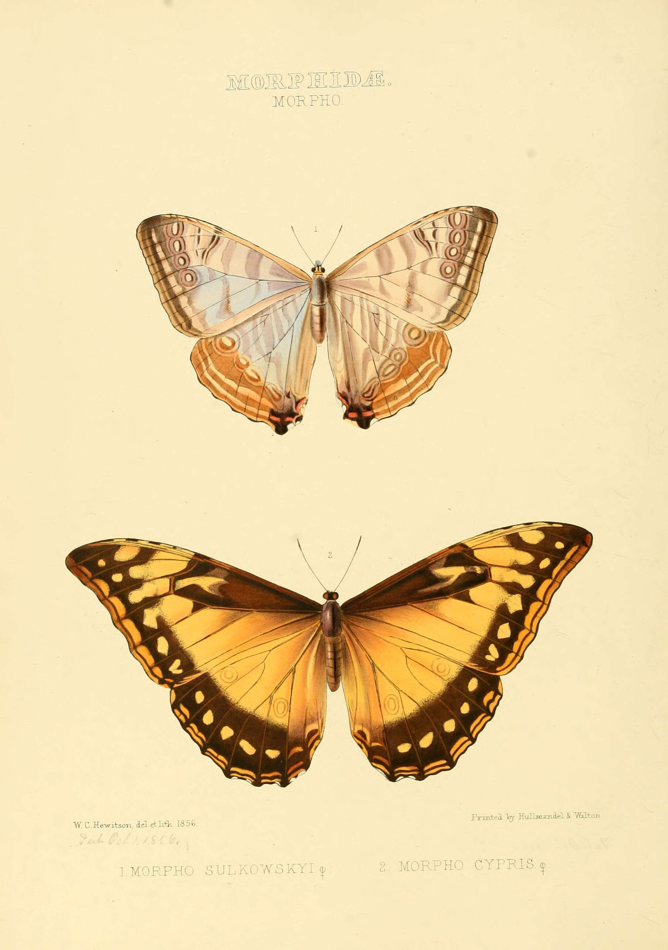 Image of Morpho sulkowskyi Kollar 1850