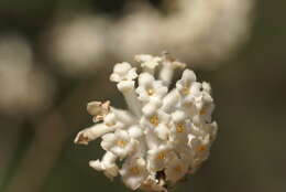 Image of Oriental paperbush