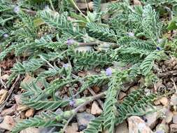 Imagem de Astragalus sesameus L.