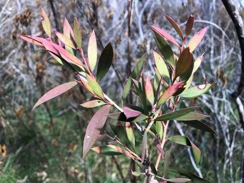 Sivun Callistemon pungens subsp. pungens kuva