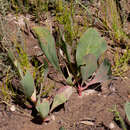 Image of Protea acaulos (L.) Reich.