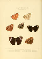 Image of Mycalesis medontias Hewitson 1874