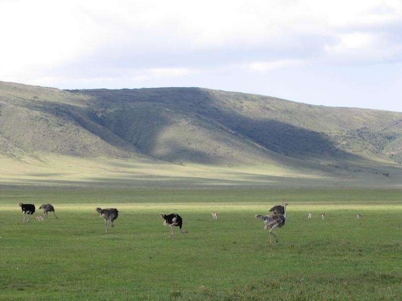 Image of Masai ostrich